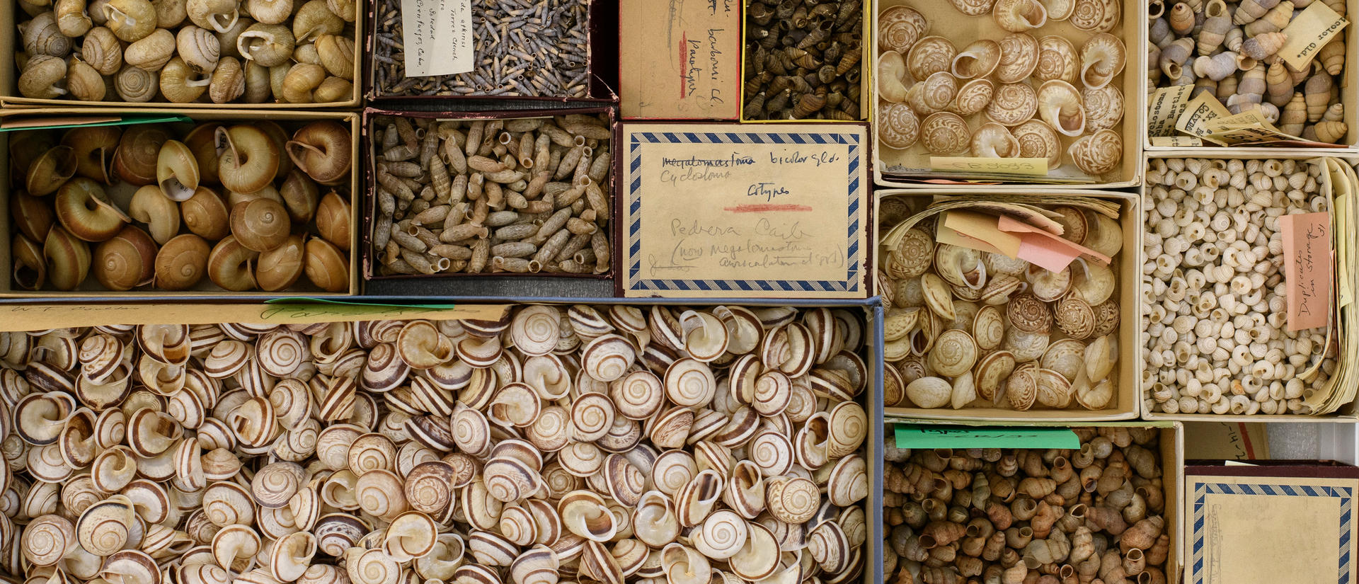 boxes full of different types of shells