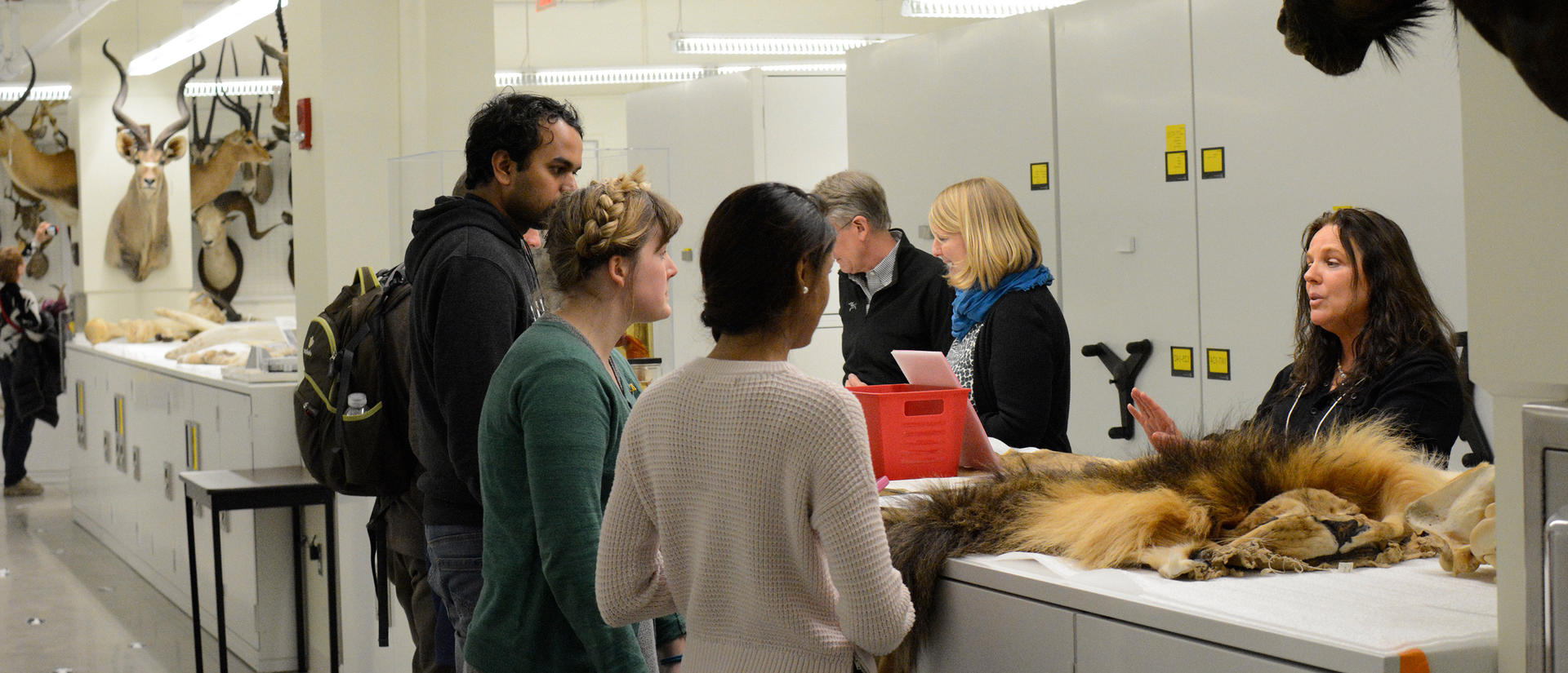 a person describing a lion skin specimen to a group of people