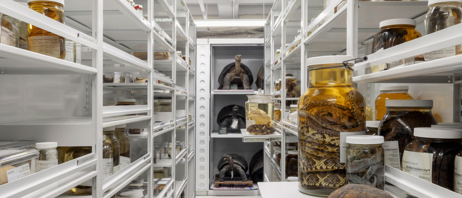 a natural history space with snake and turtle specimens in white cabinets