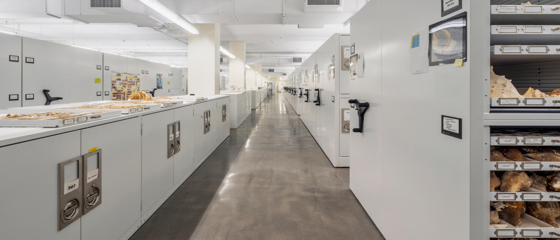 a natural history storage facility with white cabinets and a long hallway