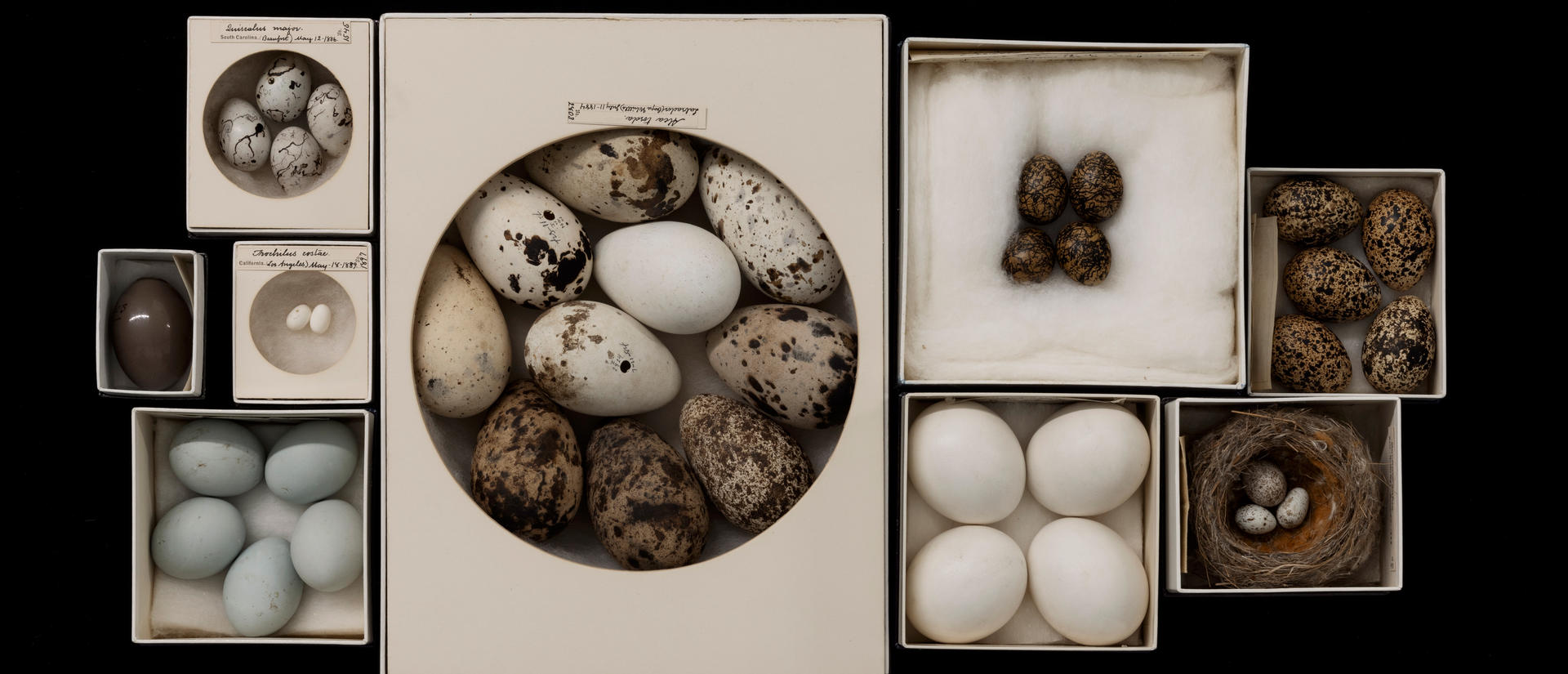 an assortment of bird eggs in boxes