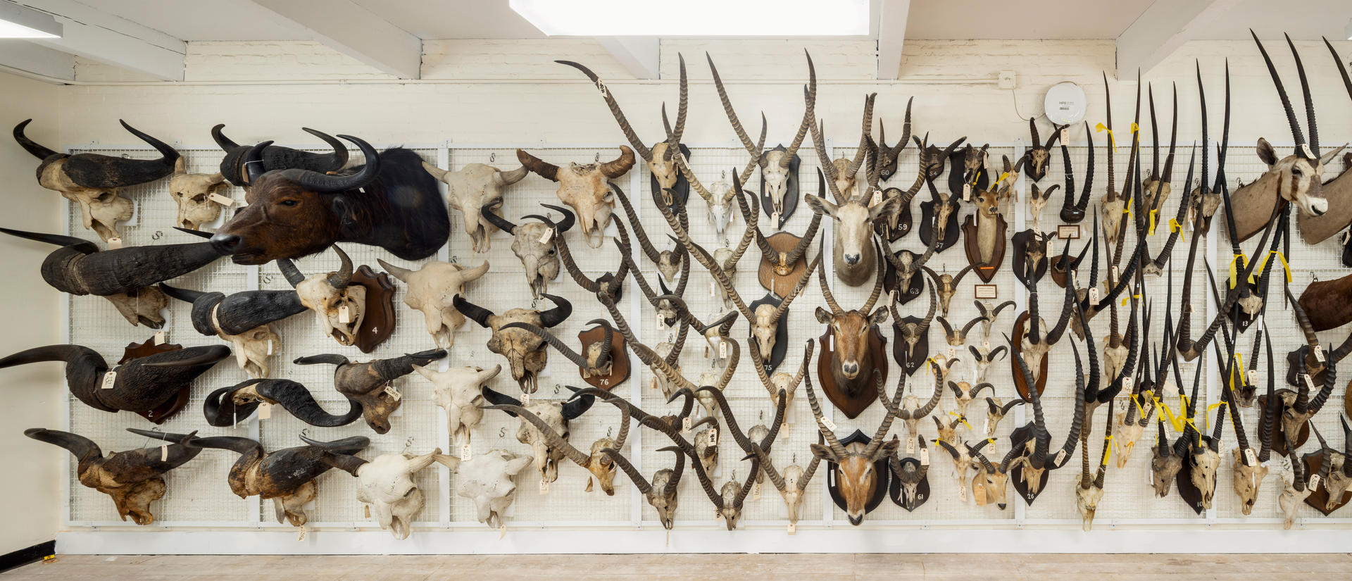 mounted specimens on a wall