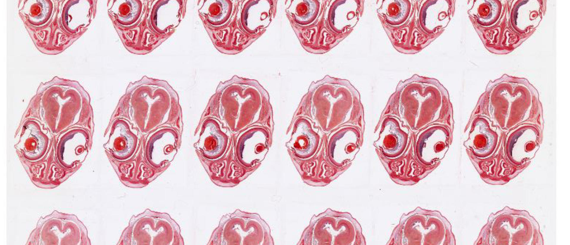 Tuatara slides