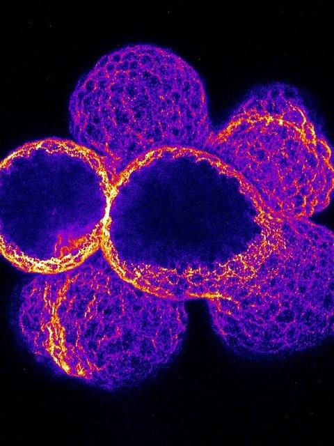 cells in early cleavage