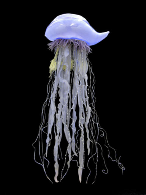 Sea Creatures in Glass