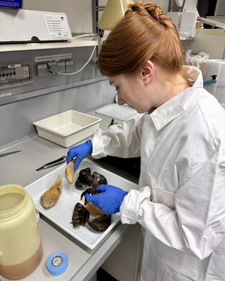 a person in a lab coat working on animal specimens in a lab
