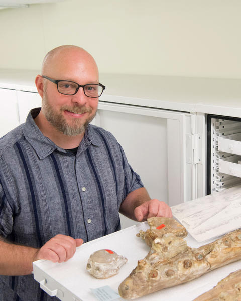 a person standing with a drawer of fossil jaws