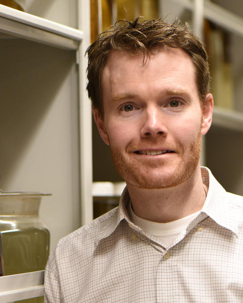 Andrew Williston