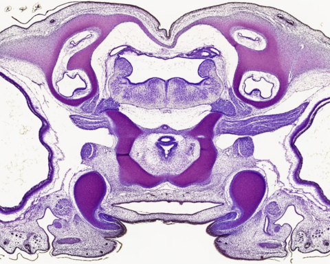 a transverse section of an embryo stained with Bodian and cresyl violet