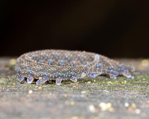 a close-up of a blue-grey velvet worm