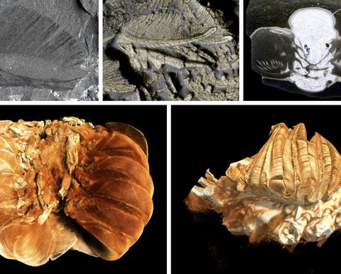 five views of invertebrate fossils