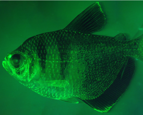 a fish in green lighting