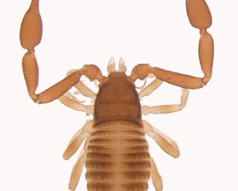a brown pseudoscorpion on a white background