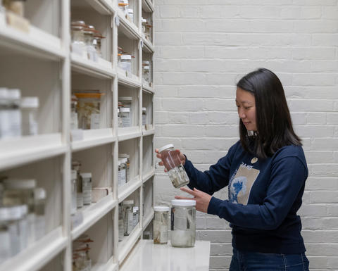a person working with glass specimen jars in front of shelves of jars
