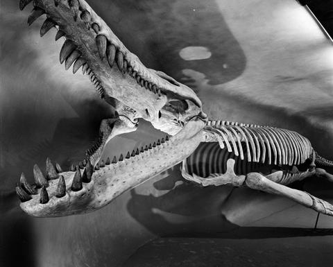 a large fossil reptile skeleton in black and white
