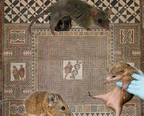 Top‑down view of a square, ancient Roman‑style floor mosaic with geometric patterns and tiny human figures, including one next to a double‑helix. Three small mammal photos have been collaged onto the mosaic: at the top a possum‑like animal carrying babies clinging to its underside, at the bottom left a mouse‑like rodent, and at the lower right a hedgehog‑like animal being held upright by a hand in a blue medical glove.