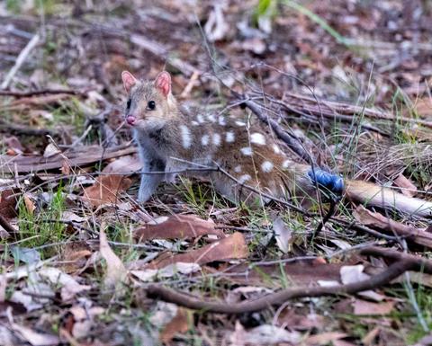 a small spotted rodent on a bed of grass and leaves