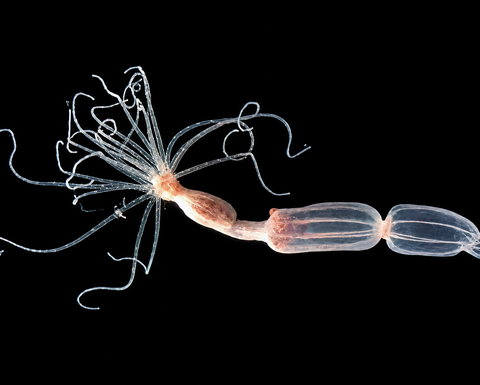 a translucent marine invertebrate on a black background