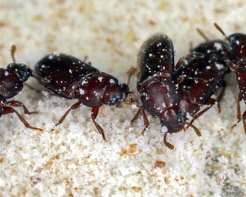 dark brown beetles on a sandy surface