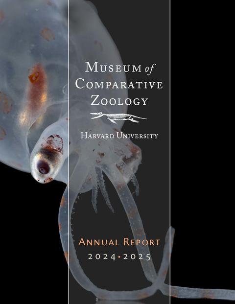 a translucent squid on a black background with the text Museum of Comparative Zoology Harvard University Annual Report 2024-2025