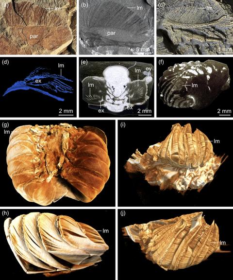 Micro-CT scans of aquatic arthropod gills