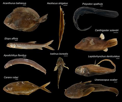 an array of ray-finned fish specimens on a black background