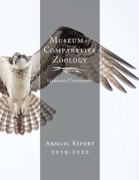 cover of the 2019-2020 annual report, featuring a bird of prey in flight on a white background